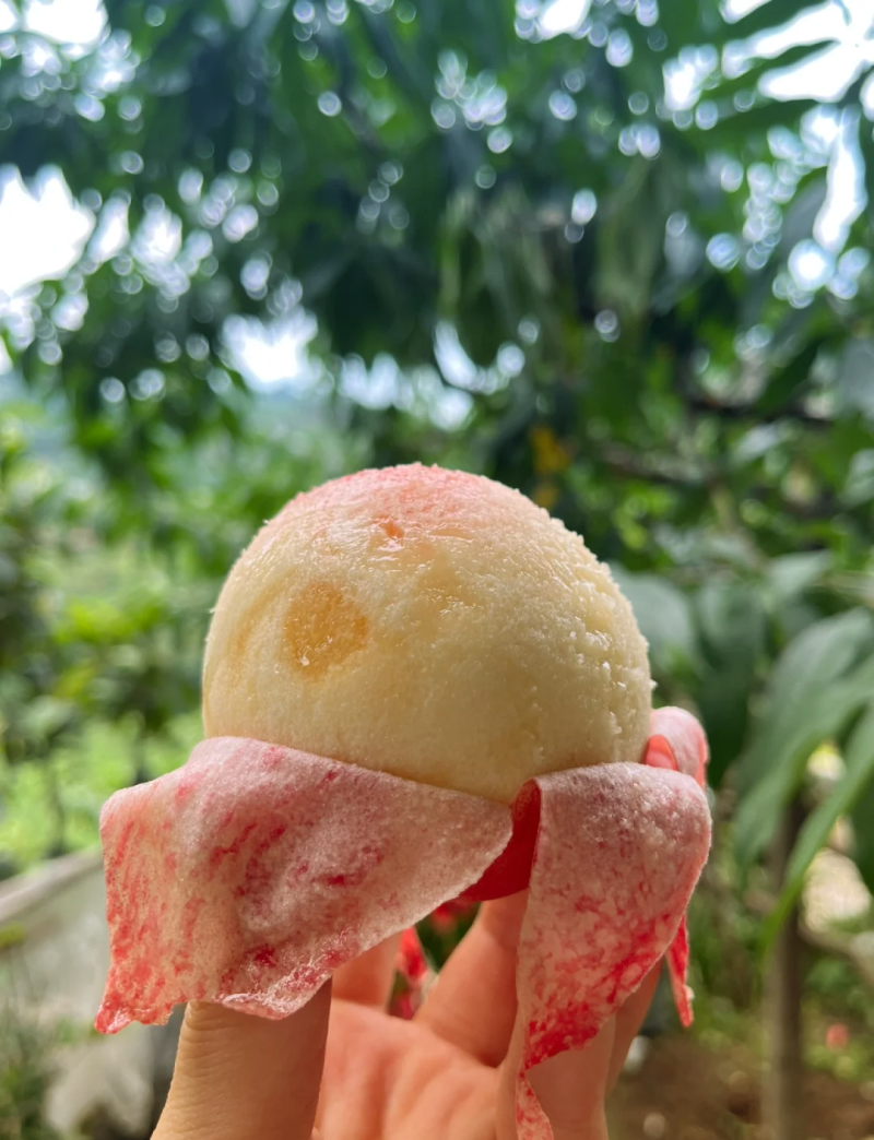 白凤桃树苗