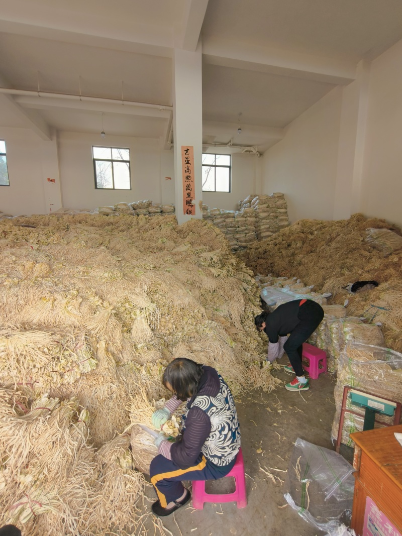 加工条云南自然风干萝卜干白萝卜条加工厂萝卜条酱菜萝卜条