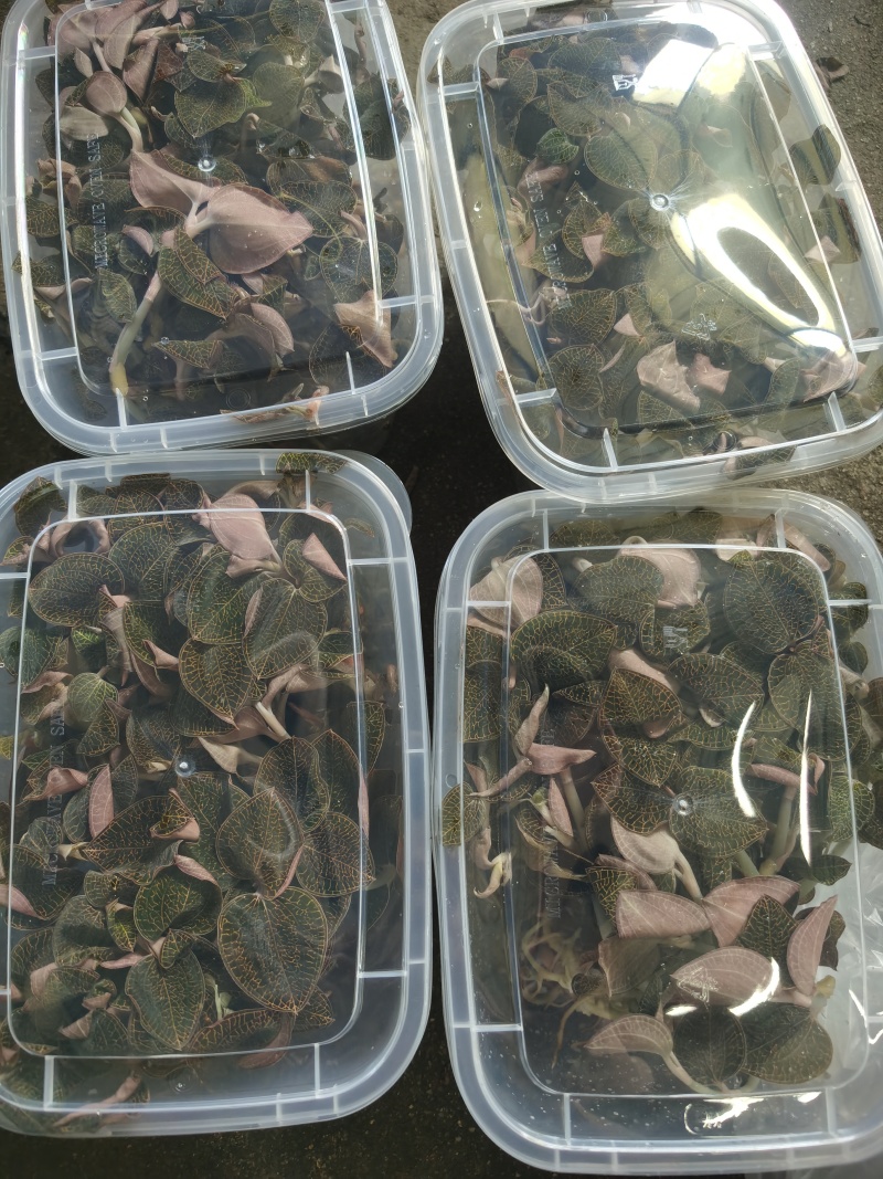 金钱莲新鲜金钱莲优质正品可视频看货