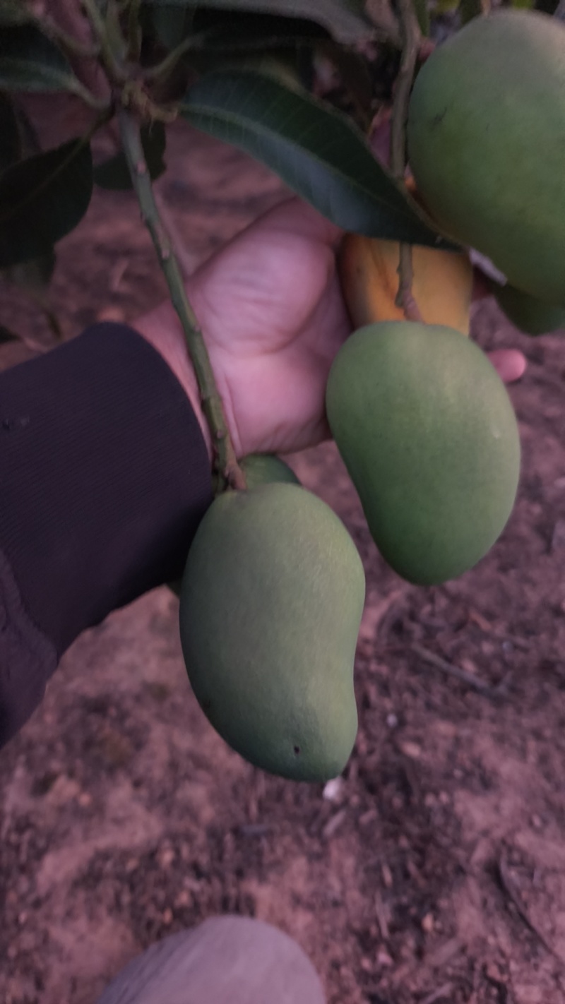 小台农