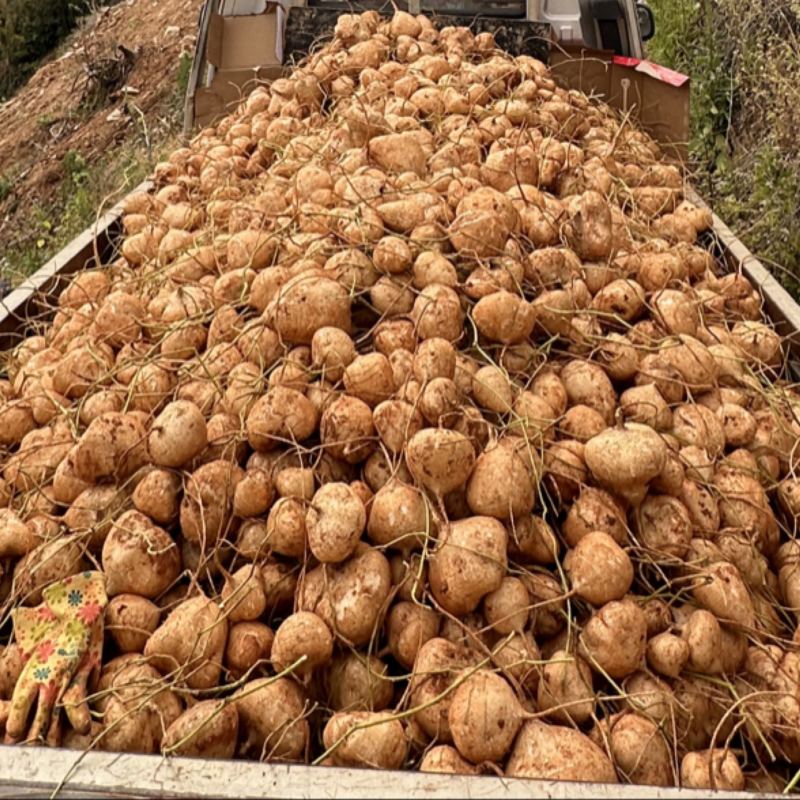 大家好我们是里庄土瓜