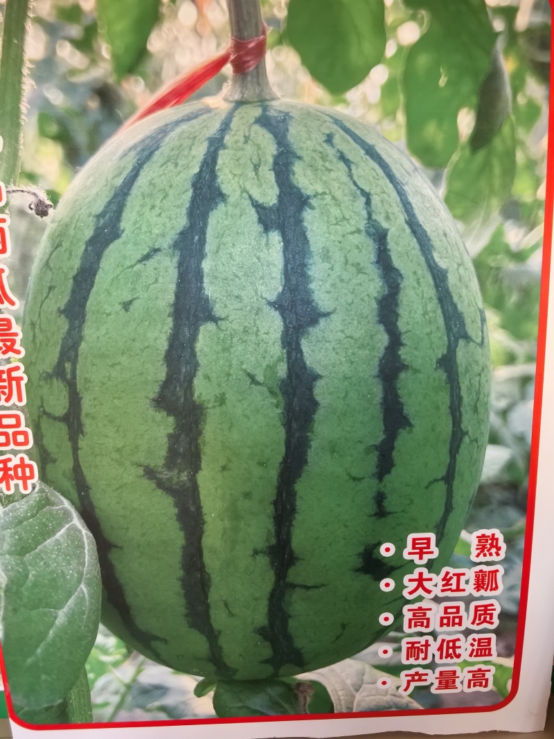 L600礼品小西瓜单果重1.5一2.5公斤皮薄且韧