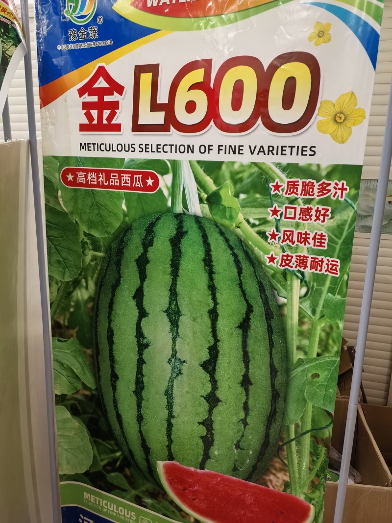 L600礼品小西瓜单果重1.5一2.5公斤皮薄且韧