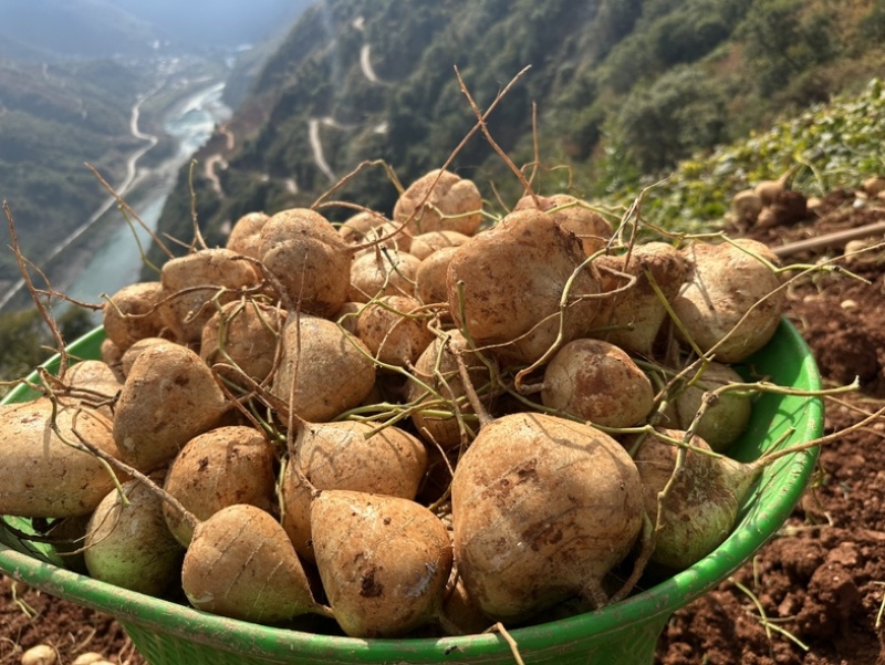大家好我们是里庄土瓜