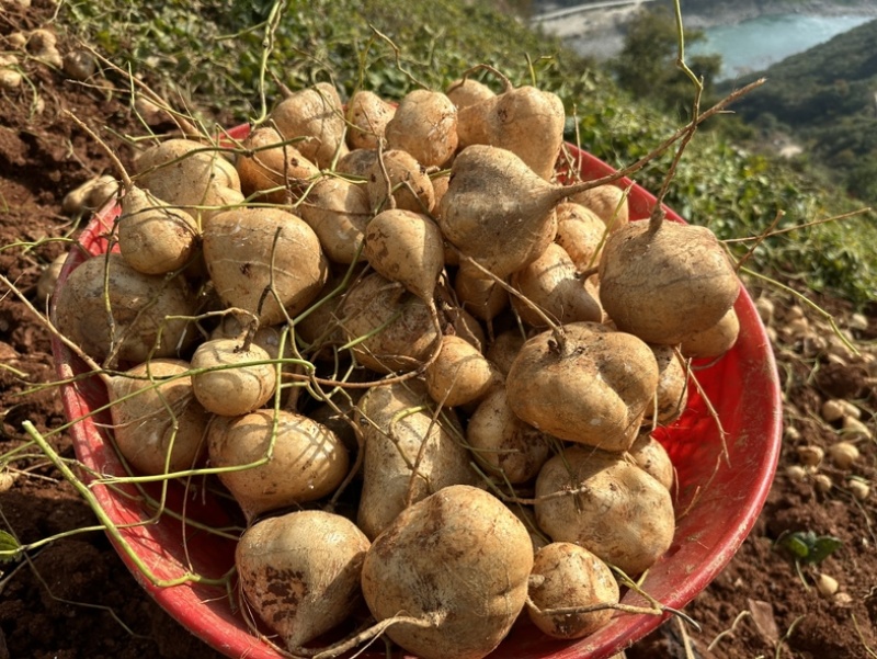 大家好我们是里庄土瓜