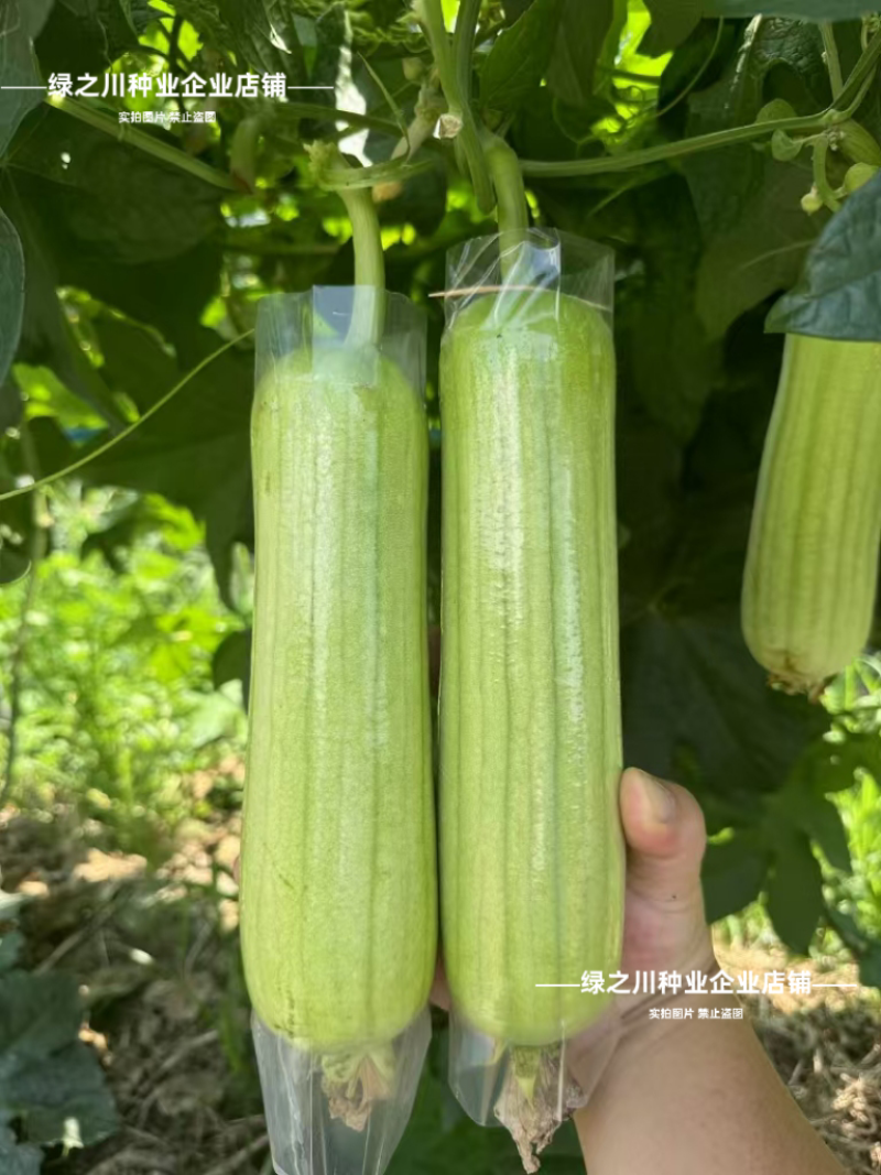 湘妹籽油亮一号肉丝瓜种子味甜汤白白玉丝瓜种子白绿色水瓜