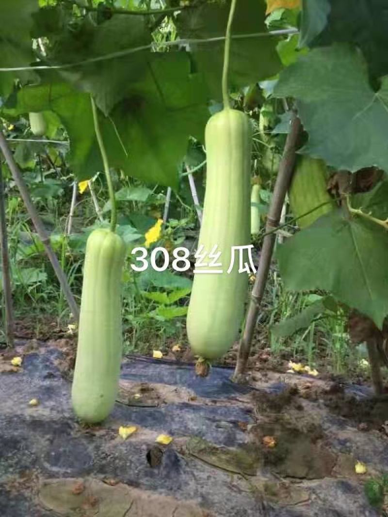 湘妹籽油亮一号肉丝瓜种子味甜汤白白玉丝瓜种子白绿色水瓜