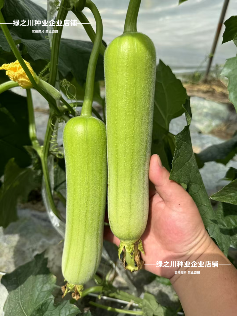 湘妹籽油亮一号肉丝瓜种子味甜汤白白玉丝瓜种子白绿色水瓜