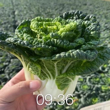 黄心菜黑油菜基地大量上市品质优良