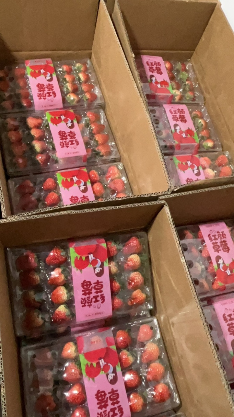【四川草莓】红颜巧克力草莓支持视频看货，可发往全国市场！