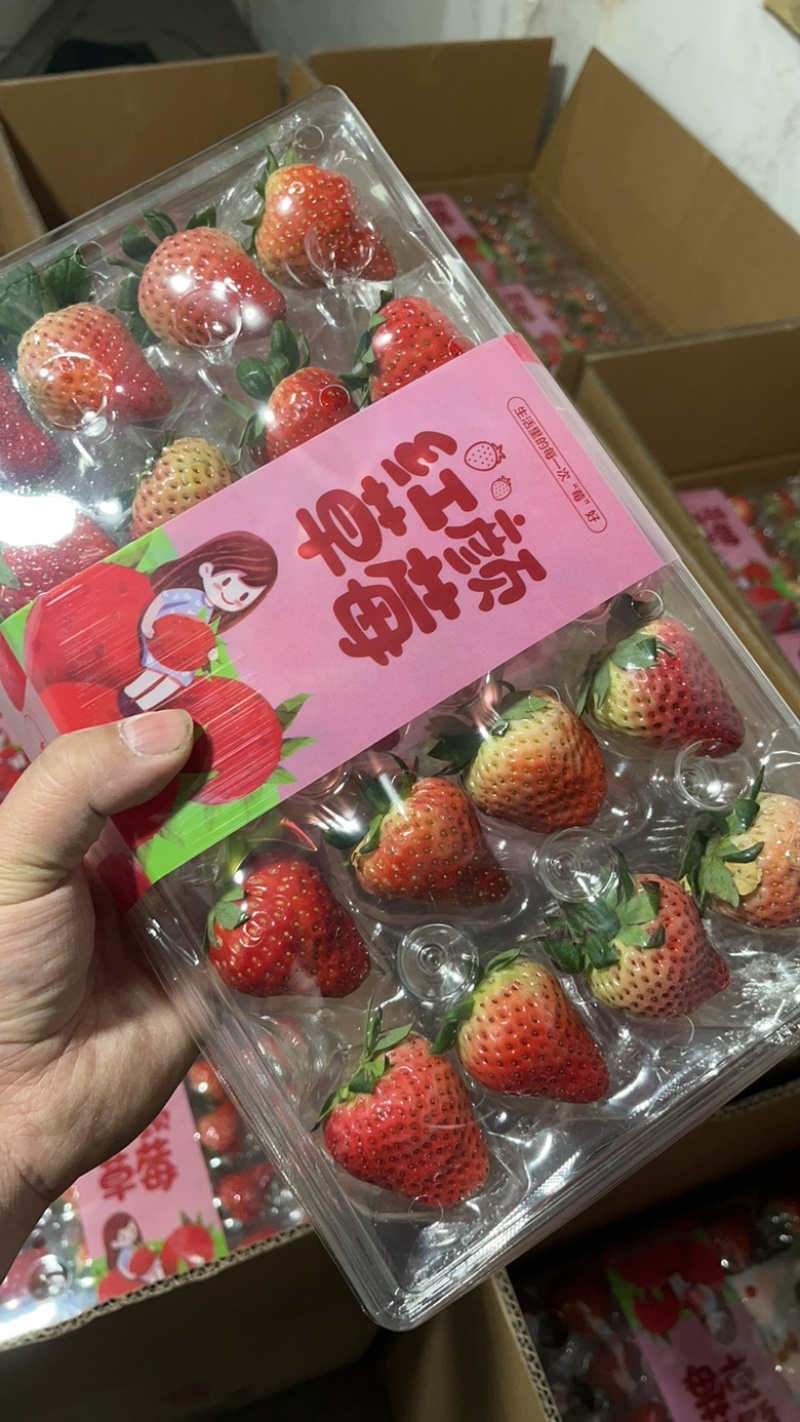 【四川草莓】红颜巧克力草莓支持视频看货，可发往全国市场！