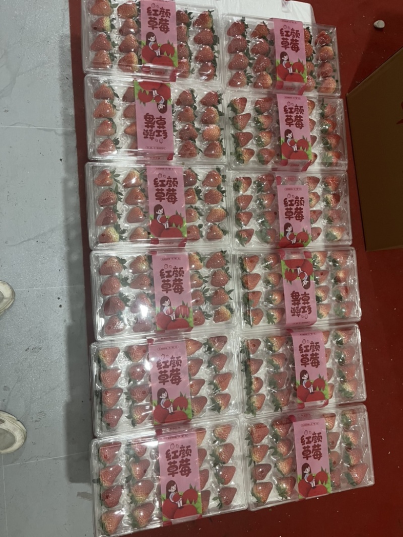 【四川草莓】红颜巧克力草莓支持视频看货，可发往全国市场！