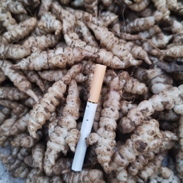 螺丝菜宝塔菜