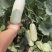 羊角蜜甜瓜苗山东甜瓜苗嫁接羊角蜜甜瓜苗锦玉羊角蜜