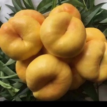 晚熟油蟠桃苗，个大，果面干净，SH肉质，糖度高桃味浓郁