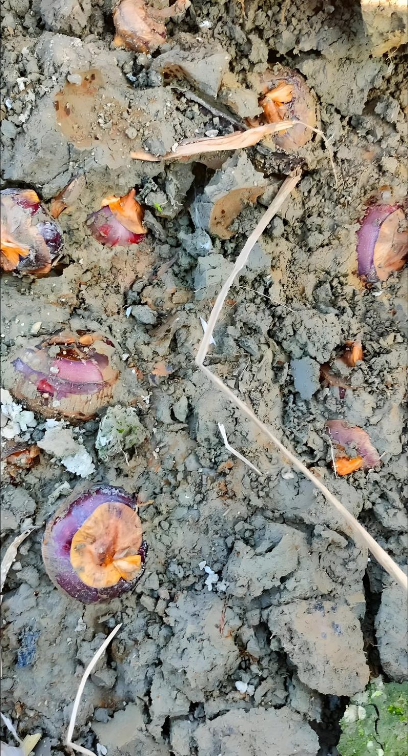 芜湖万亩基地精品马蹄～荸荠大量上市，品质好，口感脆甜……