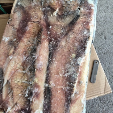 草鱼肉开背加工的欢迎下单