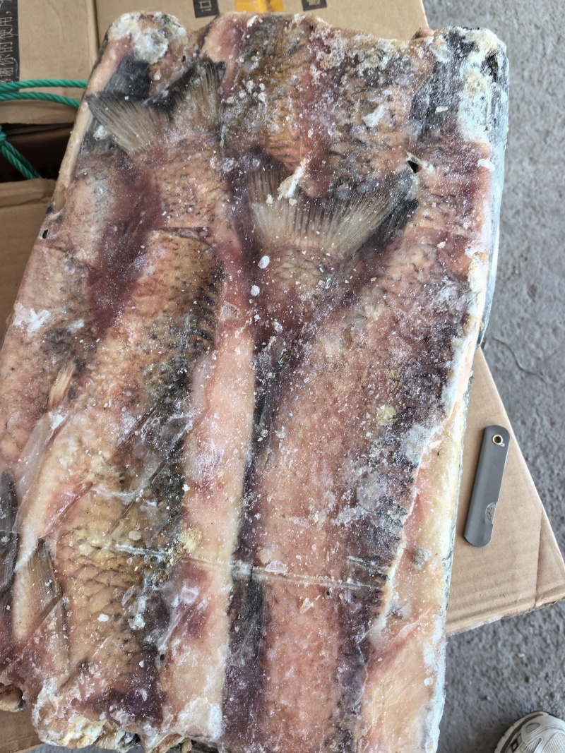 草鱼肉开背加工的欢迎下单