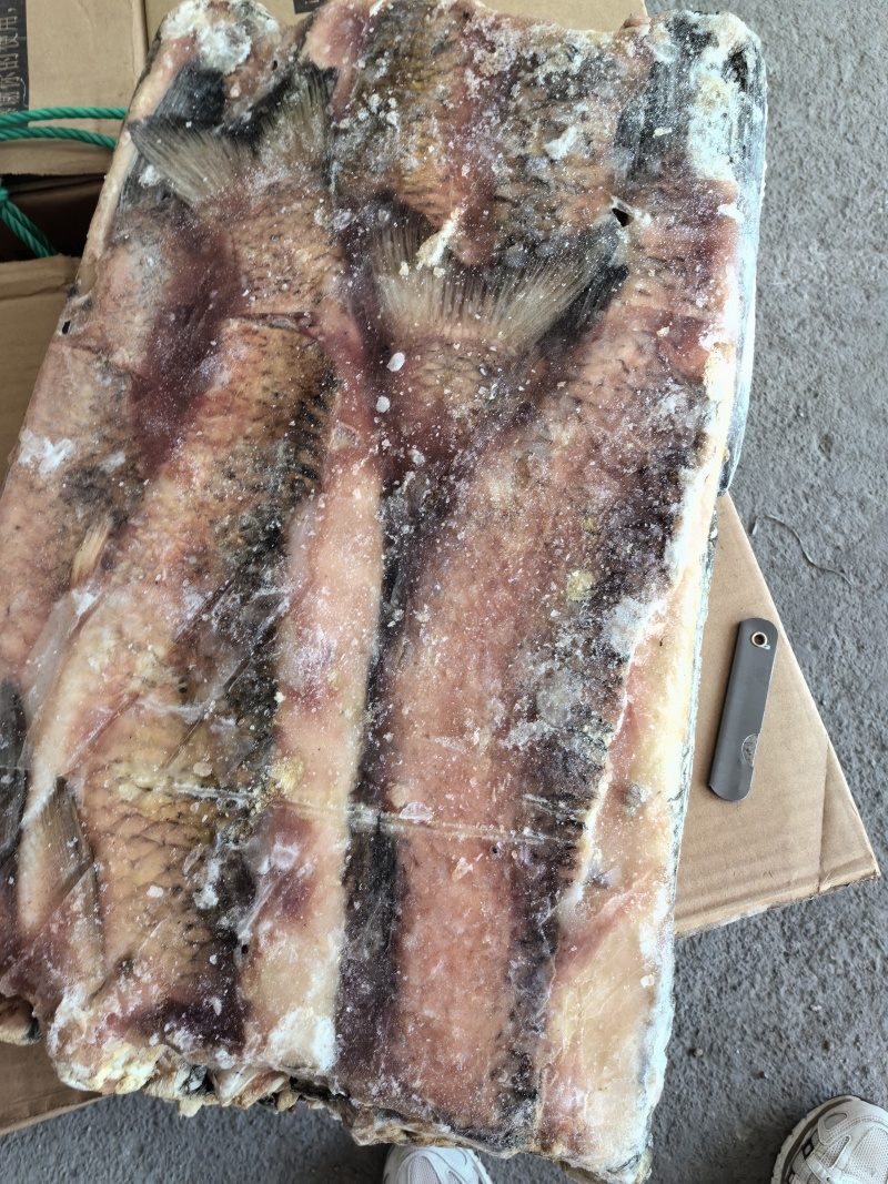 草鱼肉开背加工的欢迎下单