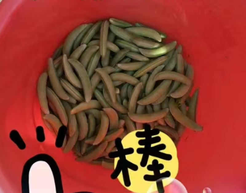 江苏.泰州甜豌豆5.8元/斤起，1000起，物流费自理.