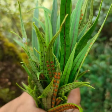 化石草！！！！！！！！！！！！！！！！！！！