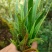 化石草！！！！！！！！！！！！！！！！！！！