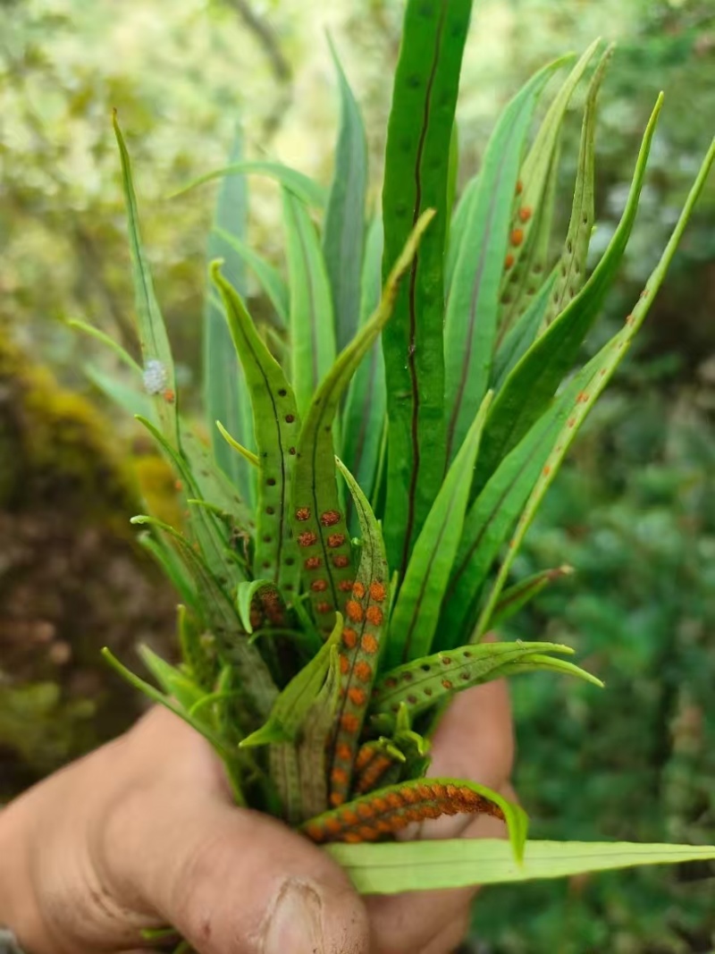 化石草！！！！！！！！！！！！！！！！！！！