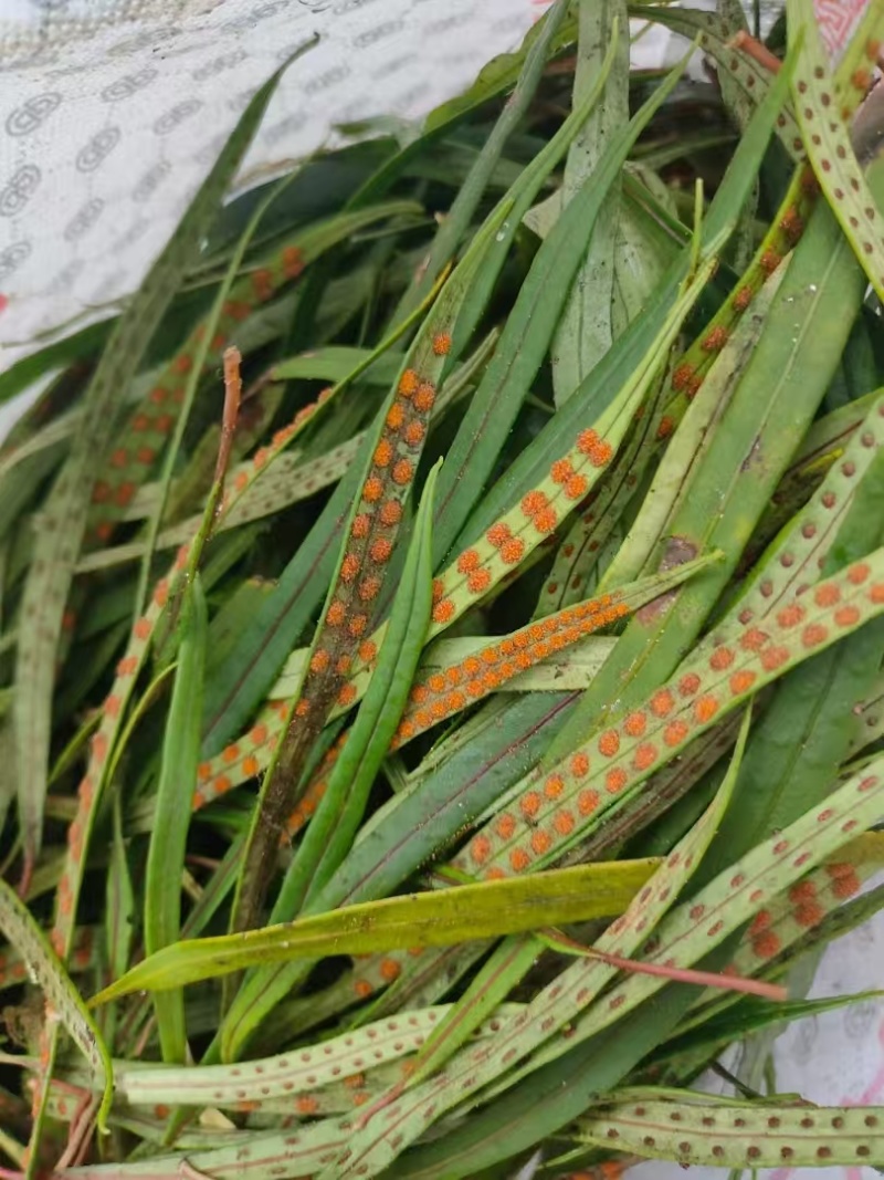 化石草！！！！！！！！！！！！！！！！！！！