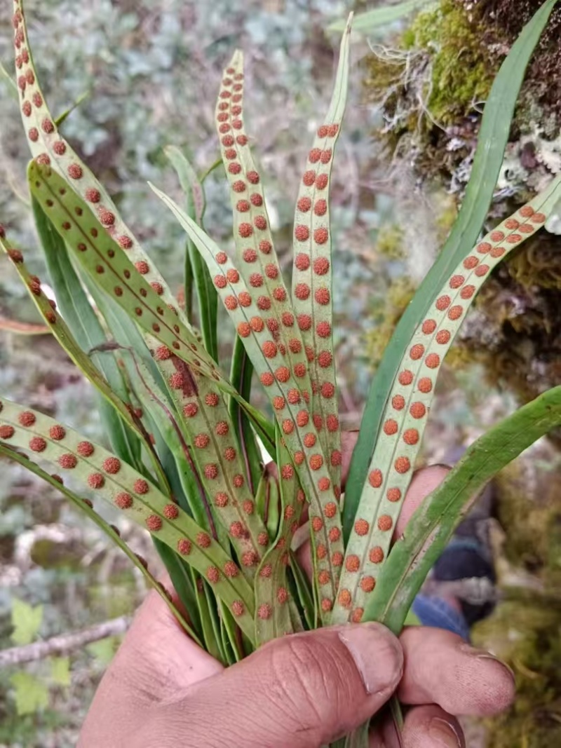 化石草！！！！！！！！！！！！！！！！！！！