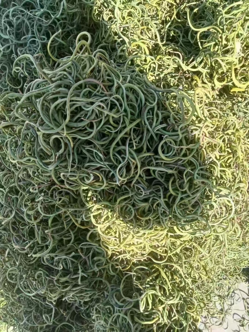化石草！！！！！！！！！！！！！！！！！！！