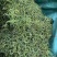 化石草！！！！！！！！！！！！！！！！！！！