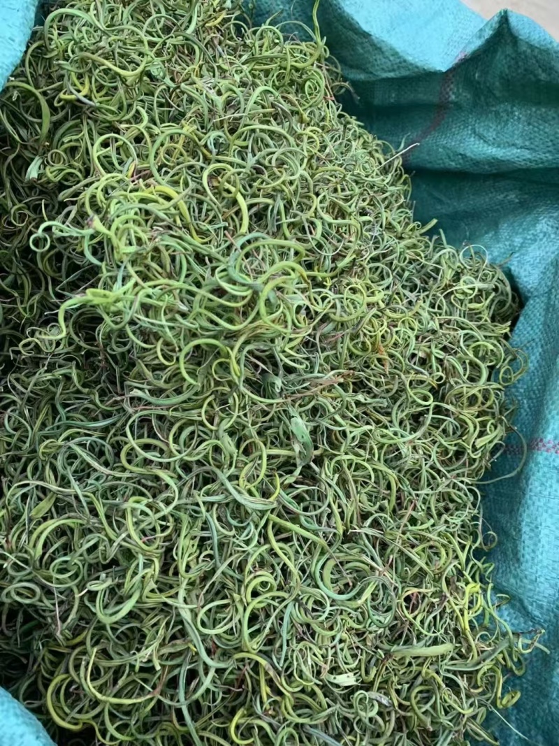 化石草！！！！！！！！！！！！！！！！！！！