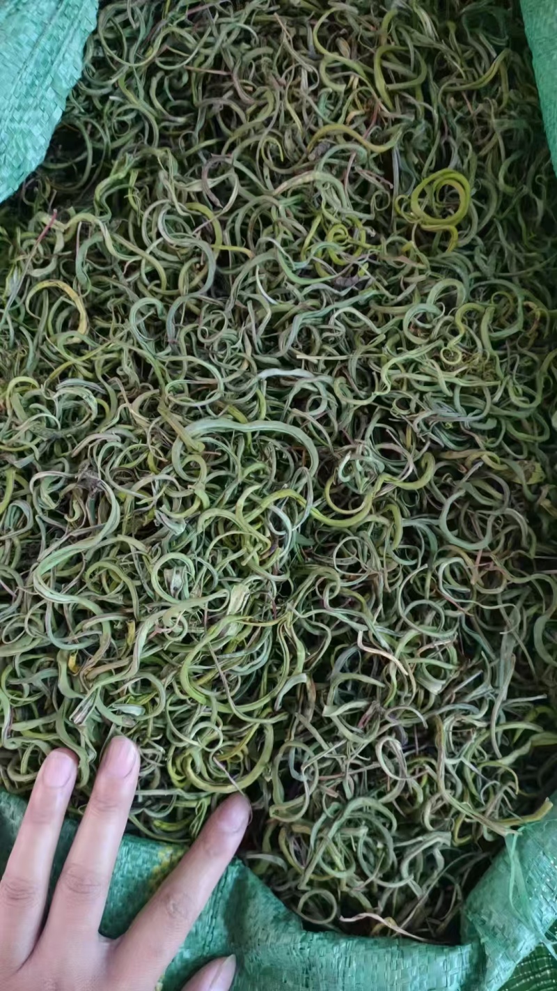 化石草！！！！！！！！！！！！！！！！！！！