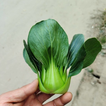 矮脚青