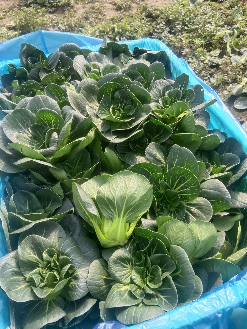 矮脚青