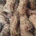 大叶无叶小扎鸡骨草中药批发一手货源量大忧惠