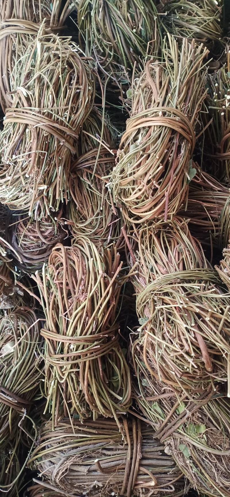 大叶无叶小扎鸡骨草中药批发一手货源量大忧惠