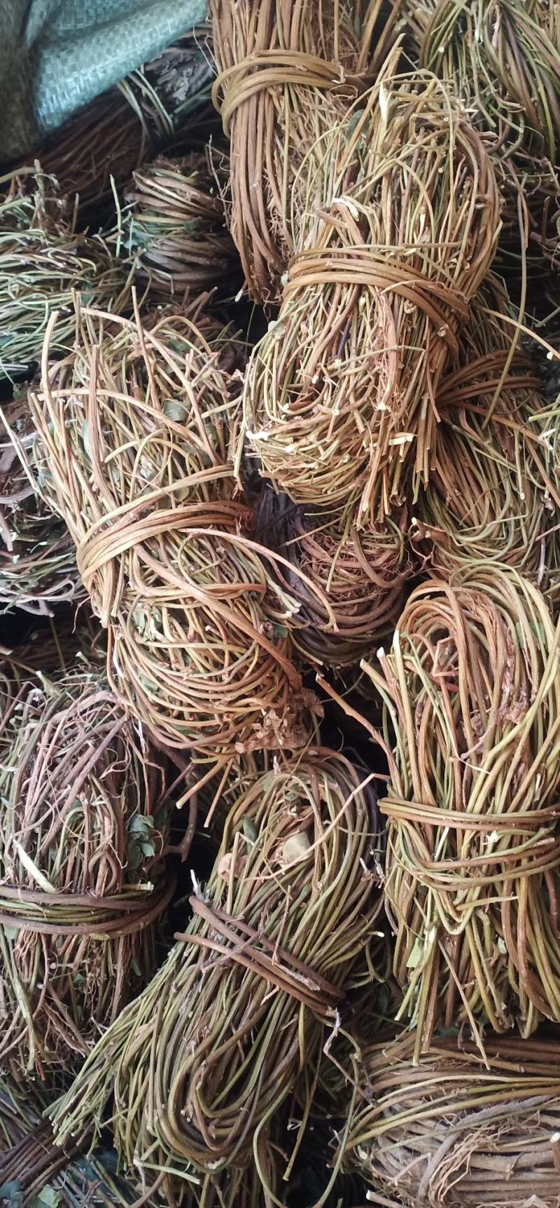 大叶无叶小扎鸡骨草中药批发一手货源量大忧惠