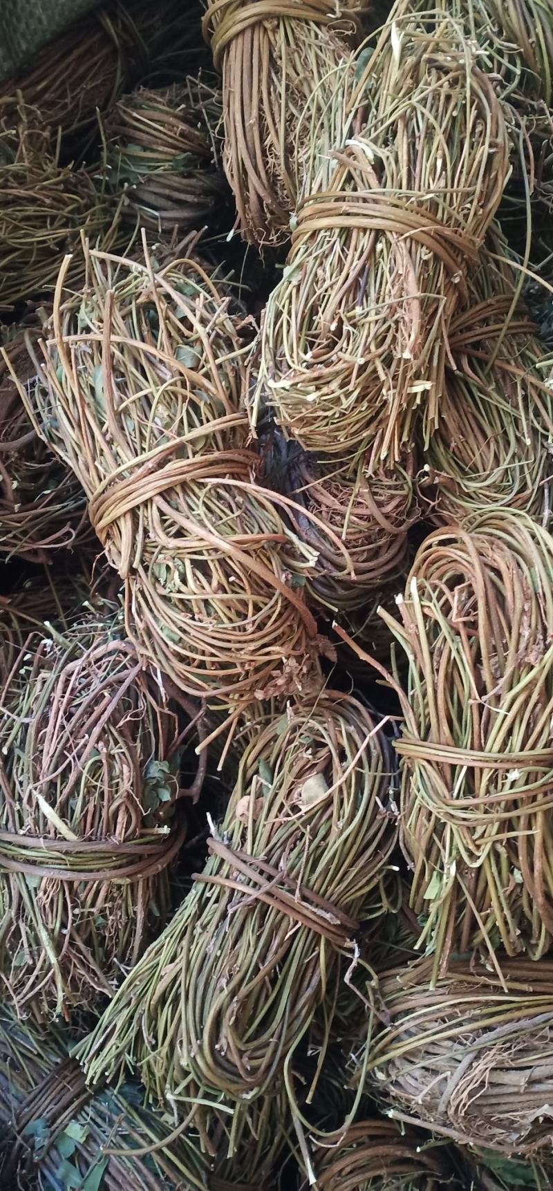 大叶无叶小扎鸡骨草中药批发一手货源量大忧惠