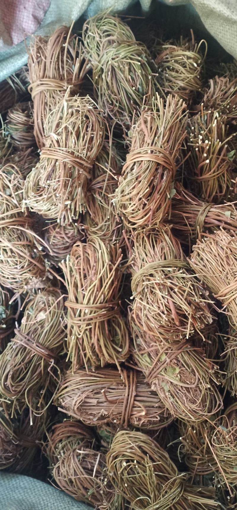 大叶无叶小扎鸡骨草中药批发一手货源量大忧惠