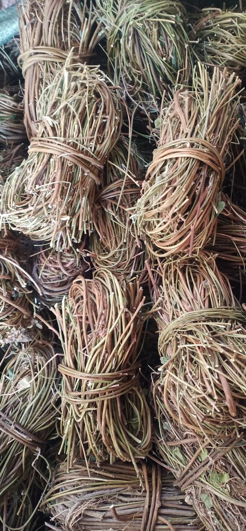 大叶无叶小扎鸡骨草中药批发一手货源量大忧惠