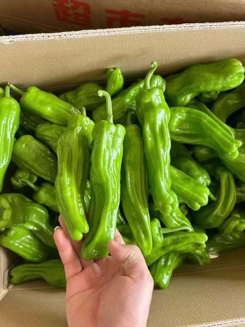 苏椒芜湖椒万亩大棚基地直发全国各地区，龚垒基地直发全国
