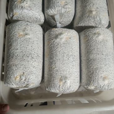 金耳菌种包，都是发芽的，保证质量没问题了，才发货。欢迎联系