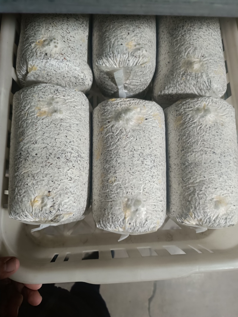 金耳菌种包，都是发芽的，保证质量没问题了，才发货。欢迎联系