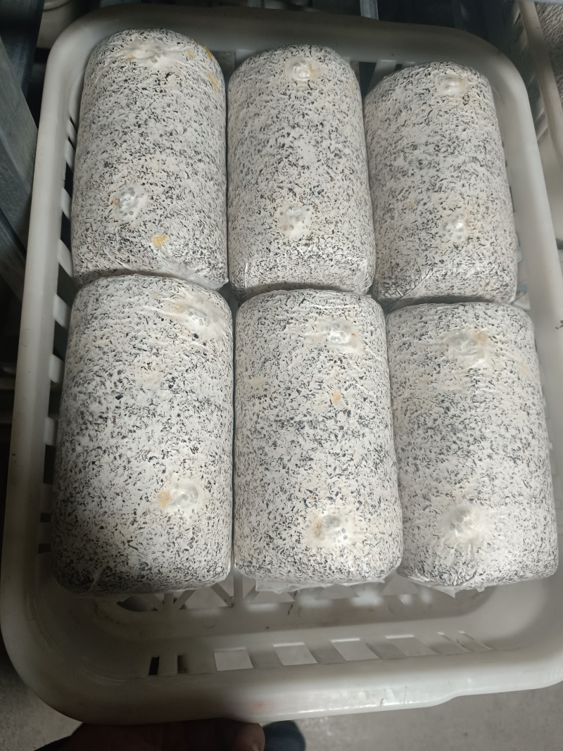 金耳菌种包，都是发芽的，保证质量没问题了，才发货。欢迎联系