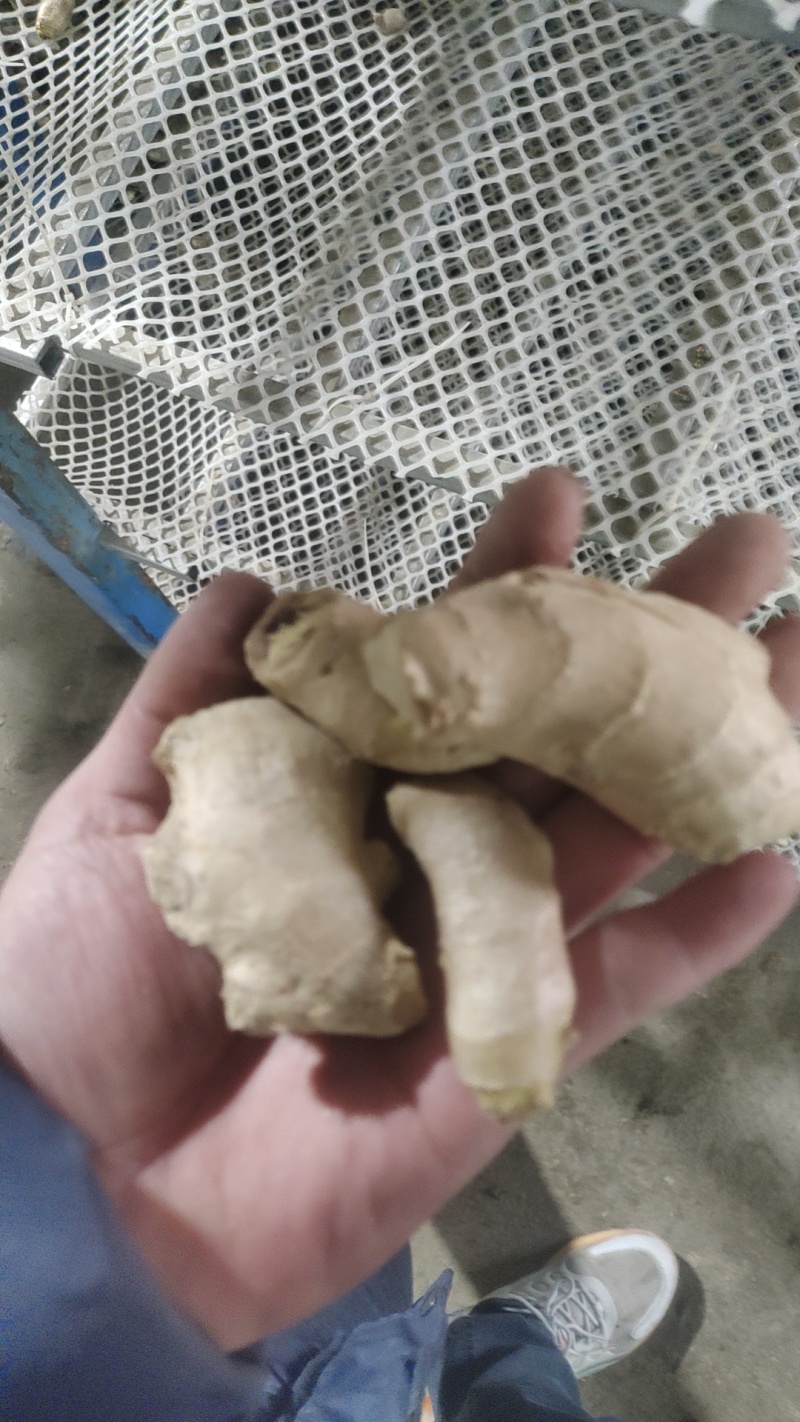 各种烘干大姜