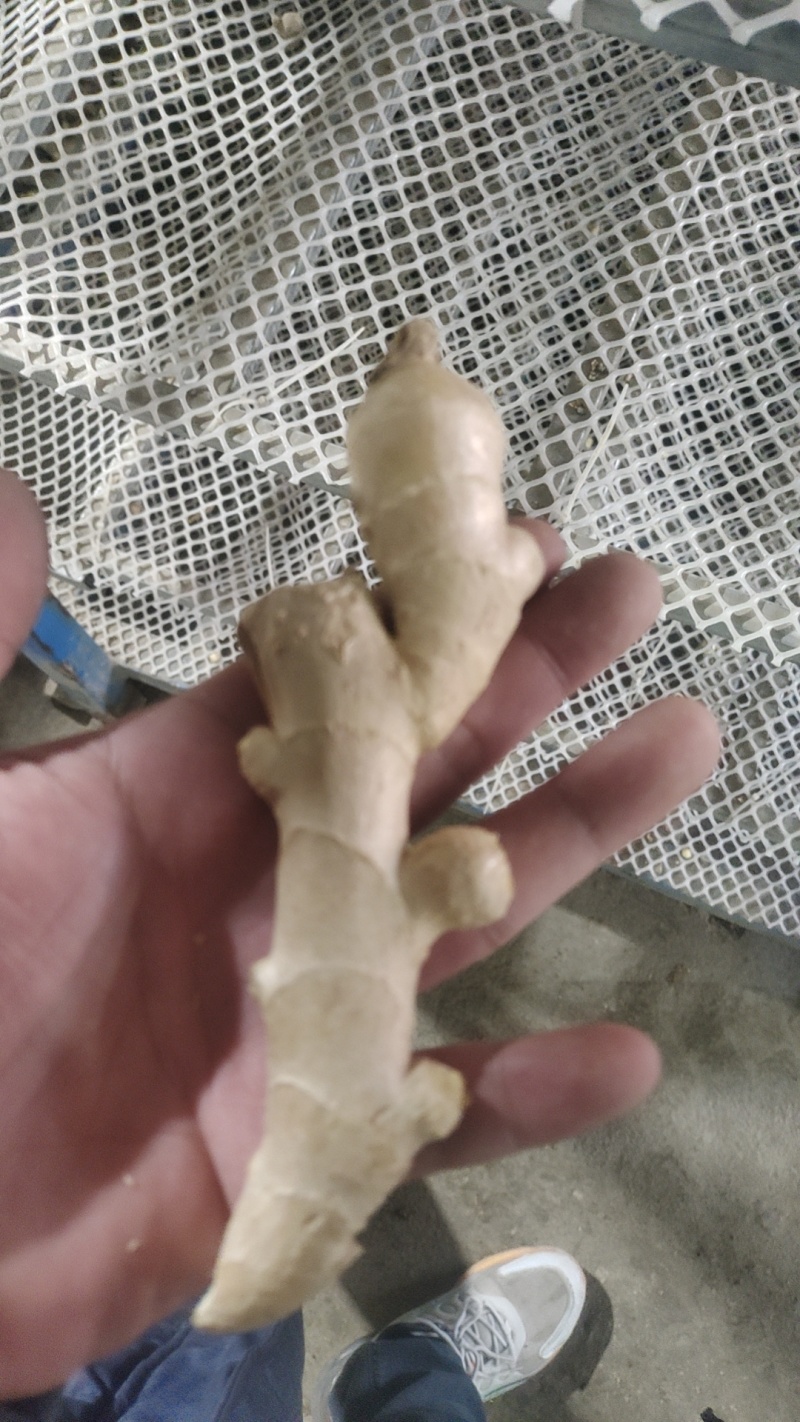 各种烘干大姜
