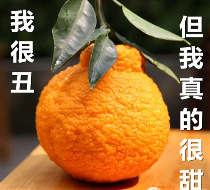 不知火，丑八怪，纯甜化，肉脆，大量上市中