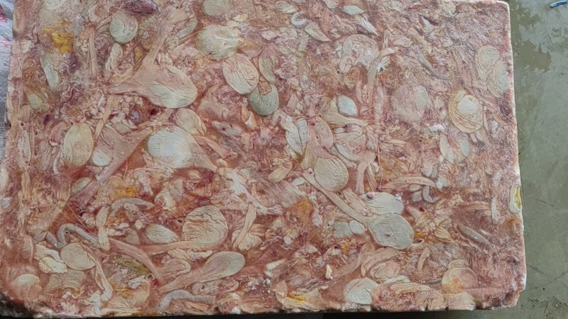 肉食鸡鸡嗉子