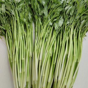 水芹菜批发，有意向联系